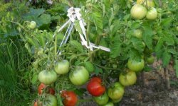 Томат Столипін — характеристика і опис сорту, фото, відгуки