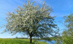 Врожайність яблук: від чого залежить, самі врожайні сорти, скільки кілограм яблук можна зібрати з дерева