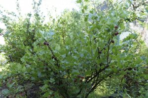 Кращі сорти агрусу: класифікація за термінами дозрівання, розміром і кольором плодів, опис з фото