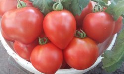 Томат Полуничне дерево: характеристика і опис сорту з фото, врожайність, вирощування і догляд