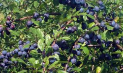 Тернослива Гордість Сибіру: опис сорту, особливості вирощування та правила догляду