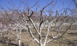 Обрізка абрикоса: схема обрізки, особливості сезонних обрізок, догляд за деревом, що буде, якщо не зробити обрізку?