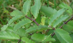 Каланхое пір’ясте: догляд в домашніх умовах, фото, лікувальні властивості та протипоказання, застосування