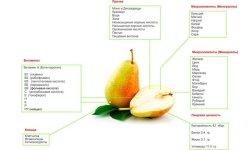 Сушені груші: користь і шкода, склад і калорійність, правила вживання