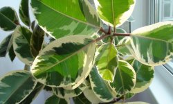 Як посадити фікус в домашніх умовах: в який горщик і в яку землю, покрокова інструкція, догляд після посадки, фото, відео