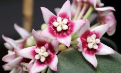 Чому не цвіте Хойя в домашніх умовах: причини, що робити, щоб зацвіла