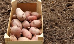 Картопля Каменський: характеристика і опис, переваги і недоліки сорти, посадка і догляд, фото