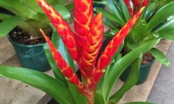 Вріезія спленріет: опис рослини, вирощування та догляд в домашніх умовах, як поливати і пересаджувати, фото