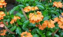 Кроссандра (квітка кімнатний): догляд в домашніх умовах, фото, розмноження, обрізка, прикмети