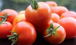 Як зберігати помідори — правила, терміни (свіжі, в’ялені, сушені)