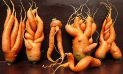 Чому морква кострубата і рогата: причини і методи вирішення