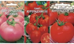 Томат &laquo;Волгоградський&raquo;: опис сорту з фото, характеристика і врожайність, особливості посіву, вирощування і догляду
