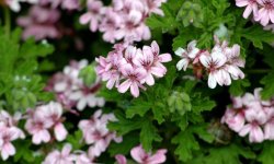 Герань запашна: лікувальні властивості і протипоказання, догляд в домашніх умовах, розмноження