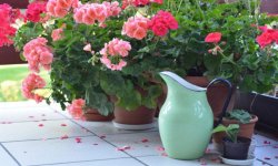 Як правильно поливати герань в домашніх умовах для рясного цвітіння: чим і як часто, скільки разів в тиждень