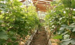 Виноград в теплиці: сорти для вирощування, посадка і догляд, поради