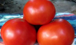 Томат Спаська вежа f1: характеристика і опис сорту, фото, врожайність, посадка і догляд