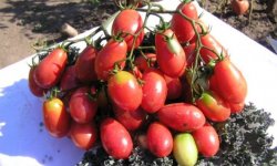 Самі врожайні сорти томатів для теплиць: великі, нові, ранні, відео