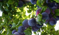 Слива Анжеліна: опис сорту, особливості вирощування та догляду за деревом, врожайність, фото, відгуки