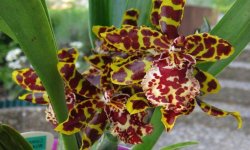 Орхідея Камбрія — фото, догляд і розмноження в домашніх умовах