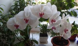 Які повинні бути горщики для орхідей: як правильно вибрати і як зробити своїми руками, розміри, фото, відео