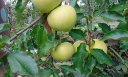 Яблуня Перемога: опис і характеристика сорту, особливості вирощування дерева на ділянці, фото