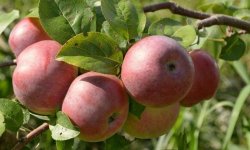 Яблуня Солодка млість: опис і характеристика, плюси і мінуси сорти, посадочні роботи і догляд, фото