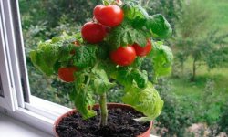 Вирощування помідорів на балконі в домашніх умовах: крок за кроком з фото, особливості, відео