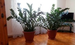 Розмноження заміокулькаса в домашніх умовах: покрокове керівництво, пересадка, подальших догляд, фото, відео