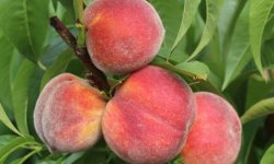 Персик Донський морозостійкий: опис і характеристики сорту, вирощування і догляд, фото