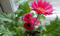 Гербера Джемсона: опис з фото, вирощування з насіння, особливості догляду та розмноження в домашніх умовах, відео