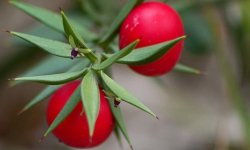 Руськус (иглица): опис, фото, вирощування і розмноження