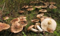 Рядовка тополиний: як виглядає і росте, як застосовувати, користь і можливу шкоду від гриба, фото і опис