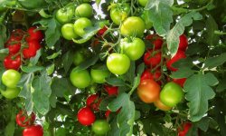 Томат Дачник: характеристика і опис, врожайність, особливості догляду за сортом, фото