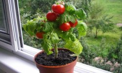 Як виростити помідори в домашніх умовах: покрокова інструкція, відповідні сорти, особливості догляду