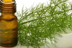 Лікування нетримання сечі кропом: рецепти настоїв і відварів, як правильно застосовувати, корисні поради