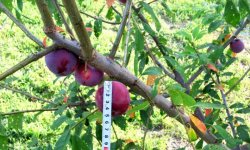 Слива Машенька: опис і детальна характеристика, агротехніка вирощування та догляду, фото
