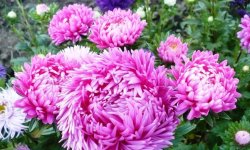 Збираємо насіння айстр правильно