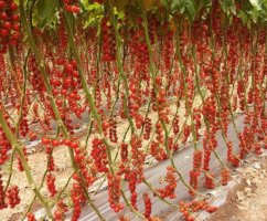 Томат Рапунцель — опис сорту помідор з фото, посадка, відгуки