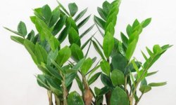 Замиокулькас — &laquo;квітка безшлюбності&raquo;: чому так називають, прикмети і забобони, фото, відгуки