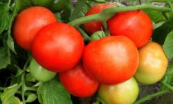 Томат «Жонглер f1»: характеристика і опис сорту, фото, врожайність, посадка і догляд