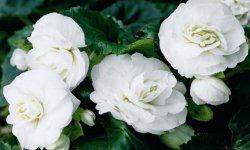 Зберігання взимку бегонії бульбової: особливості зимівлі, основні правила та умови утримання