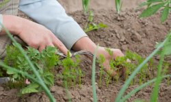 Чому погано росте морква: основні причини повільного зростання овоча на городі, правила підготовки грунту перед посадкою