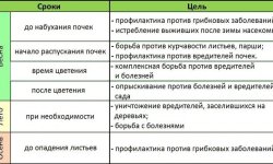 Обприскування персика восени: особливості, чим і як правильно обробляти