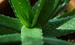 Як правильно посадити і виростити алое в домашніх умовах: в який горщик і яку землю, як доглядати, оптимальні умови, відео