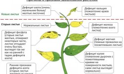 Листя груші вкрилися жовтими плямами: причини, що потрібно при цьому робити, як боротися, профілактика, фото