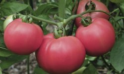 Томат Торбей f1: характеристика і опис сорту, фото, врожайність, посадка і догляд