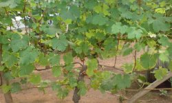 Віялова Формування винограду: як правильно формувати кущ винограду, рекомендації для початківців