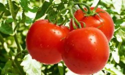 Томат Катюша F1: характеристика і опис сорту, вирощування і догляд, врожайність, фото