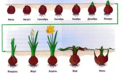 Коли садити нарциси, як правильно садити цибулини восени у відкритий грунт, на яку глибину садити, догляд