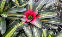 Неорегелія: догляд в домашніх умовах, фото, розмноження